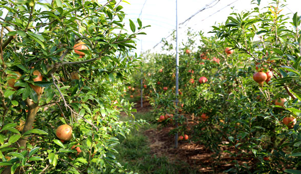Pomegranate Farm