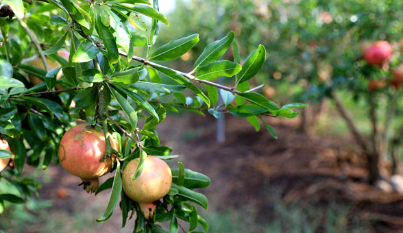 Pomegranate Farm