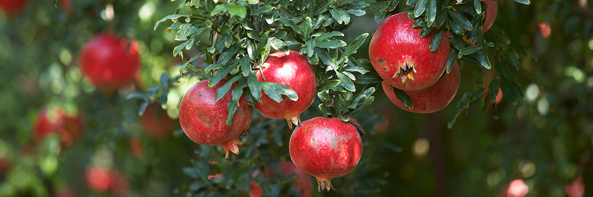 Pomegranate